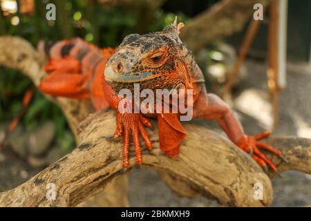 Schöner roter Leguan auf Holz, Nahaufnahme von Tieren. Orangefarbener Iguana sitzt auf Treibholz und schaut auf die Kamera. Eine Unterart des Roten Morphs. Schüchtern an Stockfoto