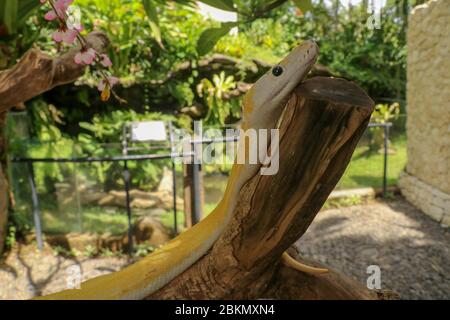 Erwachsene individuelle Schlange stragler auf trockenen Ast. Nahaufnahme einer gelben Schlangenboa, die um einen Ast gewickelt ist und umherschaut. Neugieriger Python Albino Stockfoto