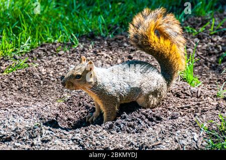 Ein Fuchs Eichhörnchen suchen nach Essen um den Park an der Colorado State Capitol Building, Denver, USA. Stockfoto