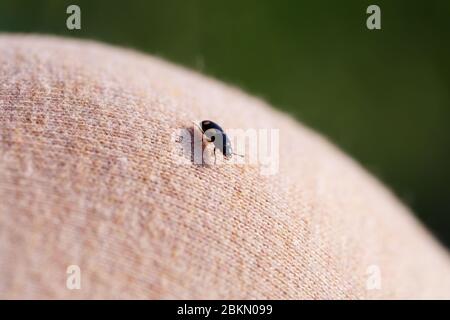 Ein kleines schwarzes Insekt sitzt auf einer Hand Nahaufnahme. Insekt in der Handfläche. Nahaufnahme Stockfoto