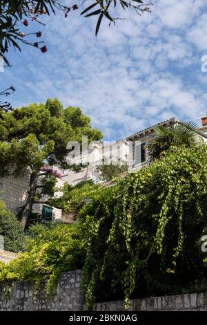 Ein Haus mit Weinbergen, Grün und Blumen in Dubrovnik, Dalmatien, Kroatien an einem sonnigen Tag im Sommer mit einem blauen Himmel überwachsen. Bäume, Blumen und die Co Stockfoto