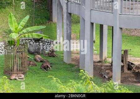 Hirschgehege in Taman Rusa. Hirsche Perdana Botanischer Garten. Stockfoto