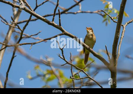 Gemeine Nachtigall, ein brauner Singvogel mit rötlichen Schwanz, der auf dem Baum lauschend ist. Sonniger Frühlingstag in der Natur mit blauem Himmel und grünen Blättern in der BA Stockfoto