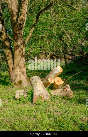 Große Stämme von einem frisch geschnittenen und gefällten Baum warten Schneiden und Spalten in einem ländlichen Garten zala County ungarn Stockfoto