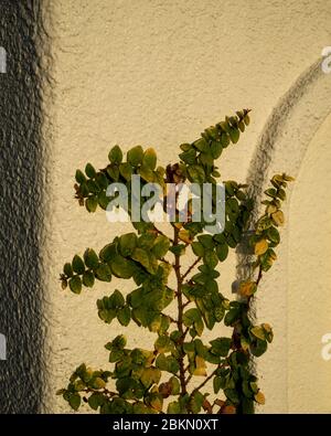 Kriechende Feige (Ficus pumila) an einer strukturierten Wand mit warmem Licht am frühen Morgen Stockfoto