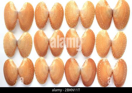 Die Muscheln von zwölf gestreiften Muscheln sind wunderschön angeordnet. Auf weißem Hintergrund. Stockfoto