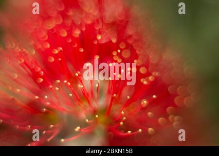 Nahaufnahme und verträumtes Bild der roten Pohutukawa-Blüten Stockfoto