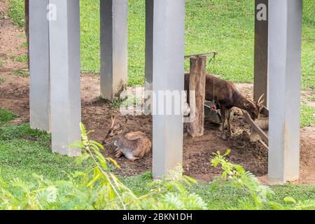 Hirschgehege in Taman Rusa. Hirsche Perdana Botanischer Garten. Stockfoto