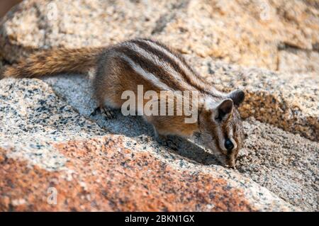 Mindestens Chipmunk im Rocky Mountain National Park, Colorado, USA. Stockfoto