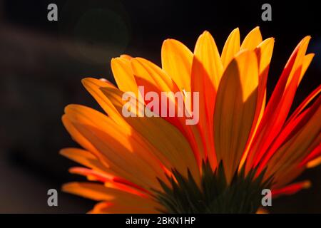 Rückansicht eines orangefarbenen Baderton Daisy (Gerbera Jamesoni) mit einem dunklen Hintergrund Stockfoto