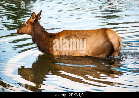 Ein weiblicher Elch überquert einen Teich im Estes Park. Colorado, USA. Stockfoto