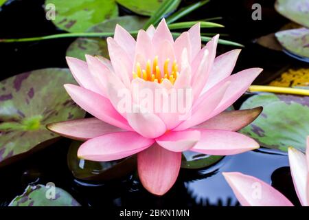 Eine rosa Seerose (Nymphaea) in voller Blüte bei voller Sonne in einem Gartenteich Stockfoto