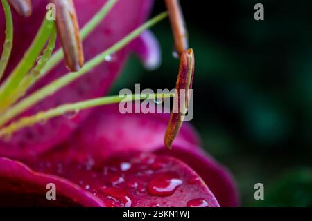 Das Staubgefäß und Filament einer rötlich-violetten orientalischen Hybride Lilly, mit einem Wassertropfen, der an dem Filament hängt Stockfoto