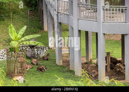 Hirschgehege im Park. Taman Rusa. Hirsche in den Perdana Botanical Gardens Lake Gardens in Kuala Lumpur, Malaysia. Stockfoto