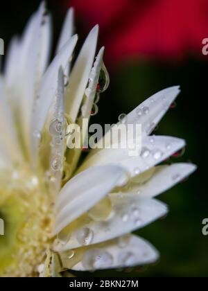 Wassertropfen, nach Regen, auf den Blütenblättern einer White Hybrid Baderton Daisy (Gerbera Jamesonii), die das rote Daisy im Hintergrund schwach reflektiert Stockfoto