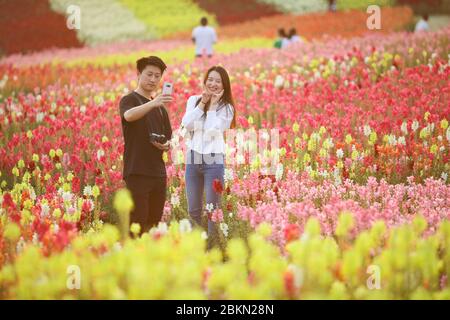 Peking, Chinas Provinz Sichuan. Mai 2020. Touristen machen ein Selfie unter blühenden Blumen an einem malerischen Ort in Suining, im Südwesten Chinas, Sichuan Provinz, 1. Mai 2020. ZU XINHUA SCHLAGZEILEN VOM 5. MAI 2020 Quelle: Liu Changsong/Xinhua/Alamy Live News Stockfoto