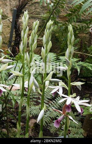 Sydney Australien, Blütenstiele einer Phaius tankervilleae var. australis oder kleiner Sumpforchidee Stockfoto