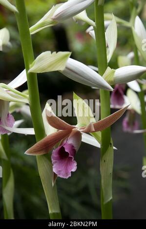 Sydney Australien, Blüten einer Phaius tankervilleae var. australis oder kleiner Sumpforchidee Stockfoto