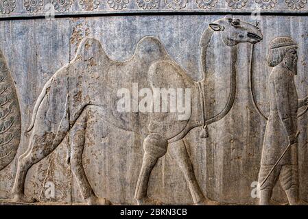 Bas-Relief von Karawanen mit Opfergaben im Apadana Palast, Persepolis Stockfoto