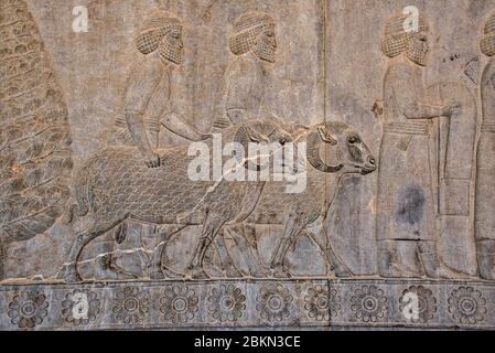 Bas-Relief von Karawanen mit Opfergaben im Apadana Palast, Persepolis Stockfoto