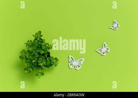 Kleine grüne Hauspflanze und drei weiße Holzschmetterlinge auf grünem Hintergrund. Niedliche Dekoration. Ökologie Konzept mit Kopierraum für Text. Flach l Stockfoto