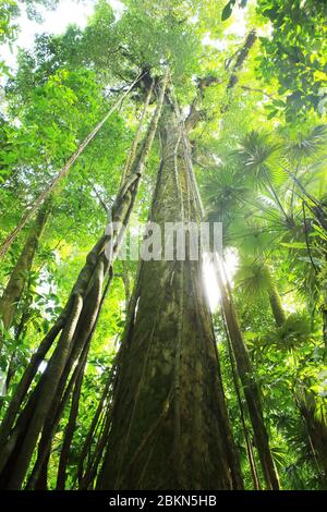 Strangler Fig (Ficus sp) Wurzeln bis zum Baldachin.Regenwald in der Nähe von Sirena Ranger Station, Corcovado Nationalpark, Osa, Costa Rica. Stockfoto