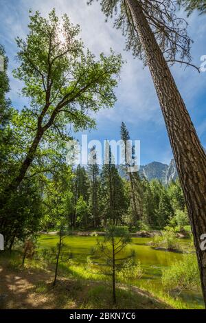 Blick auf den Merced River, der durch das Yosemite Valley fließt, Yosemite Nationalpark, UNESCO Weltkulturerbe, Kalifornien, USA, Nordamerika Stockfoto