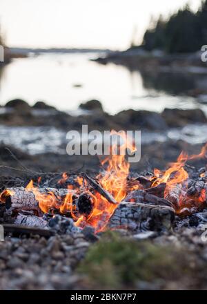 Ein Lagerfeuer brennt an einem Strand neben einer kleinen Bucht, mit immergrünen Bäumen im Hintergrund und einem verblassenden späten Nachmittag Licht, Vinalhaven, Maine, USA Stockfoto