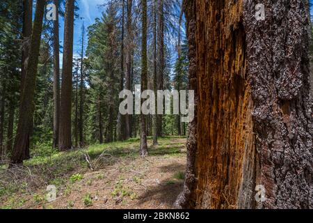 Blick auf den Mammutbaum im Tuolumne Grove Trail, Yosemite Nationalpark, UNESCO Weltkulturerbe, Kalifornien, USA, Nordamerika Stockfoto