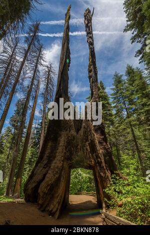 Blick auf den Mammutbaum im Tuolumne Grove Trail, Yosemite Nationalpark, UNESCO Weltkulturerbe, Kalifornien, USA, Nordamerika Stockfoto