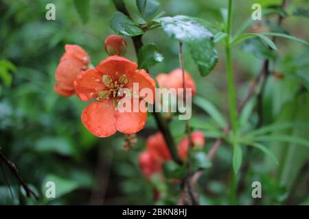 Frühe Frühlingsblüten Texas Scarlet Blowering Quince (japanische Chaenomeles) orange oder rote Blüten mit Regentropfen auf den Blütenblättern. Selektiver Fokus. Stockfoto