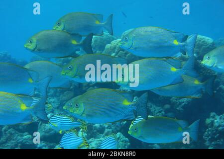 Schwarm von Goldgesäumten Spinfoot Rabbitfish (Siganus lineatus) unter Wasser im Indischen Ozean Stockfoto