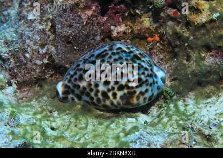 Tigerkrautschnecke (Cypraea tigris) unter Wasser im tropischen Korallenriff des Indischen Ozeans Stockfoto