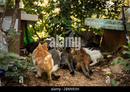 Eine Gruppe von obdachlosen streunenden Katzen, die vor ihren Häusern sitzen und essen, bestehend aus Kartons, von Freiwilligen in der Innenstadt von Dubrovnik gemacht Stockfoto