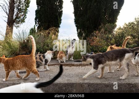 Eine Gruppe hungriger, mehrfarbiger, obdachloser Katzen, die auf dem Bürgersteig sitzen und darauf warten, von Freiwilligen in der Innenstadt von Dubrovnik gefüttert zu werden. Umgeben von g Stockfoto