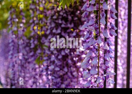 Glyzinien Blüten Stockfoto