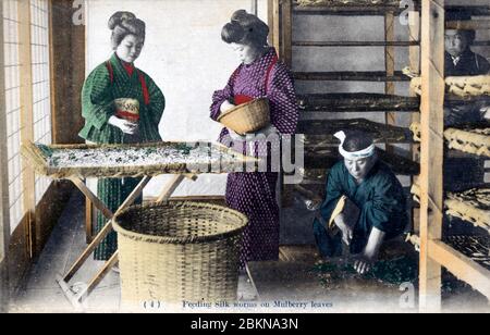 [ 1910 Japan - Japanische Seidenzucht ] - zwei Frauen füttern Seidenraupen Maulbeerblätter. Diese Postkarte stammt aus einer Serie über die Serikultur, die die Schritte zeigt, die bei der Seidenherstellung erforderlich sind. Dies ist Karte 4. Vintage-Postkarte des 20. Jahrhunderts. Stockfoto