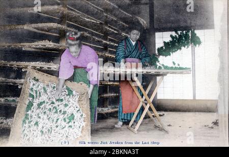 [ 1910 Japan - Japanische Seidenzucht ] - zwei Frauen arbeiten mit Seidenraupen, die aus ihrem letzten Schlaf erwacht sind. Diese Postkarte stammt aus einer Serie über die Serikultur, die die Schritte zeigt, die bei der Seidenherstellung erforderlich sind. Dies ist Karte 5. Vintage-Postkarte des 20. Jahrhunderts. Stockfoto