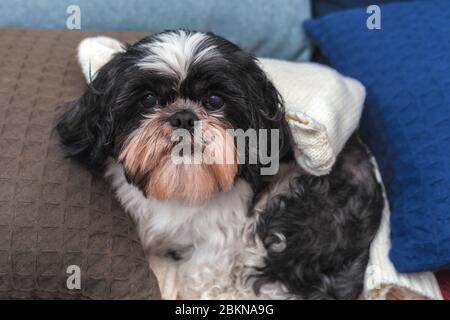 Lustige niedliche Hund sitzt zu Hause auf der Couch. Shih-tzu Rasse, mit einem Haarschnitt nach dem Groomer. Haustier. Gemütlichkeit. Stockfoto