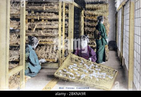 [ 1910er Japan - Japanische Seidenfarm ] - EINE Frau zeigt Seidenkokons. Diese Postkarte stammt aus einer Serie über die Serikultur, die die Schritte zeigt, die bei der Seidenherstellung erforderlich sind. Dies ist Karte 8. Vintage-Postkarte des 20. Jahrhunderts. Stockfoto