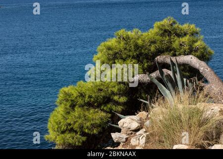 Eine große grüne Kiefer wächst in einer seltsamen Position, wächst in Richtung Meer. Der Baum ist von Felsen umgeben und befindet sich in der Nähe von Cavtat, Dalmatien Kroatisch Stockfoto