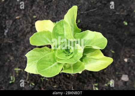 Junger Cos Salat (Lactuca sativa) 'Cucuracha' Salat, der in Gemüsegarten oder Kleingärten in UK Garten wächst, Mai 2020 Stockfoto