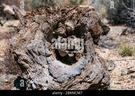 Gefallenen Holz auf der Joshua Tree Forest und Tuetonia Peak Trail in der Mojave National Preserve, Kalifornien, USA wie versteinert. Stockfoto