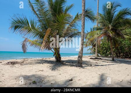 Blick in den Palmenhimmel an einem sonnigen Tag am Meer Stockfoto