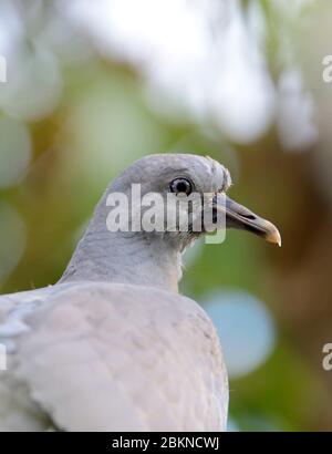 Kopf der jungen Holztaube (Columba palumbus) Stockfoto