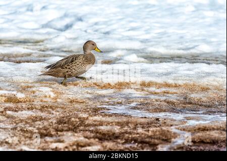 Südgeorgien Pintail (Anas georgica georgica), King Edward Cove, Südgeorgien, Südgeorgien und die Sandwichinseln, Antarktis Stockfoto