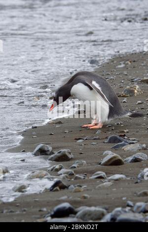 Gentoo-Pinguin (Pygoscelis papua) an einem Kiesstrand, Fortuna Bay, Südgeorgien, Südgeorgien und die Sandwichinseln, Antarktis Stockfoto