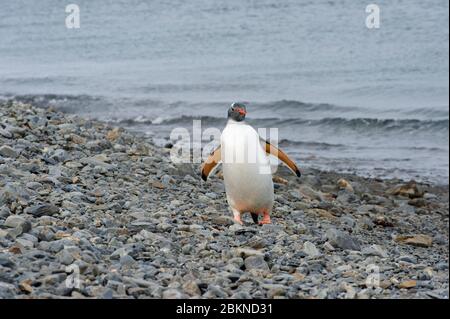 Gentoo-Pinguin (Pygoscelis papua) an einem Kiesstrand, Fortuna Bay, Südgeorgien, Südgeorgien und die Sandwichinseln, Antarktis Stockfoto