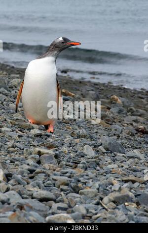 Gentoo-Pinguin (Pygoscelis papua) an einem Kiesstrand, Fortuna Bay, Südgeorgien, Südgeorgien und die Sandwichinseln, Antarktis Stockfoto