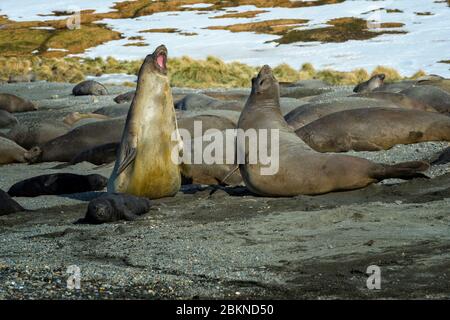 Zwei junge Südelefantrobben (Mirounga leonina), die sich gegenseitig herausfordern, Ocean Harbour, South Georgia Island, Antarktis Stockfoto